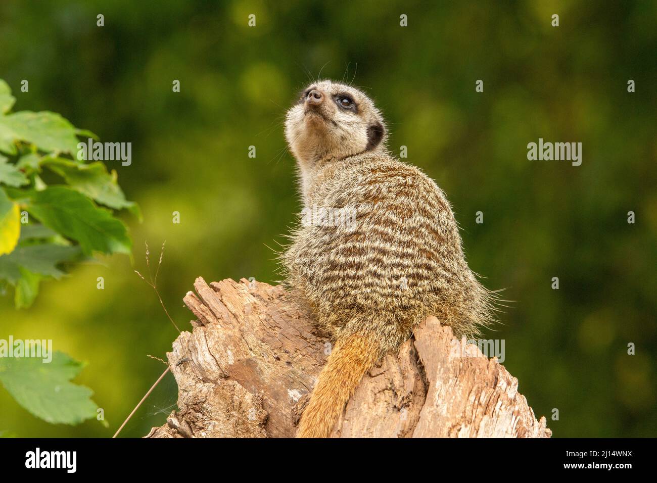 Un seul méerkat à queue mince (Suricata suricata) assis sur une souche de bois pâle et regardant isolée sur un fond naturel Banque D'Images