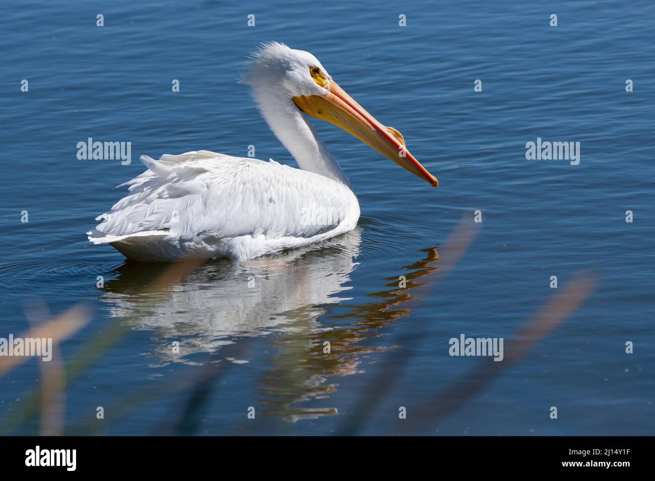 Un pélican blanc américain (Pelecanus erythrorhynchos) Banque D'Images