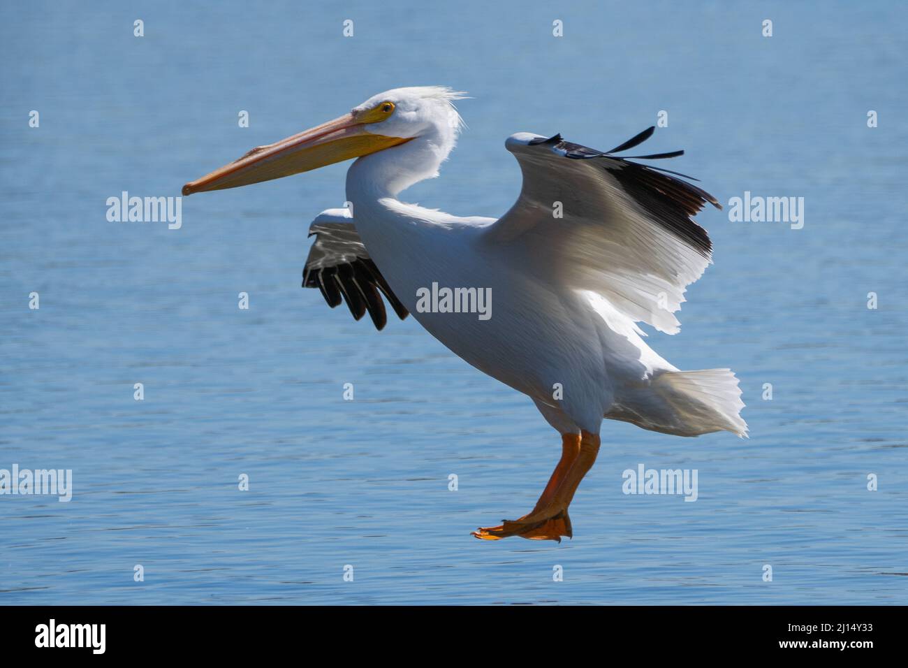 Un pélican blanc américain (Pelecanus erythrorhynchos) déploie ses ailes pour atterrir sur le ruisseau dans le bassin de Sepulveda à Los Angeles, Californie, États-Unis Banque D'Images