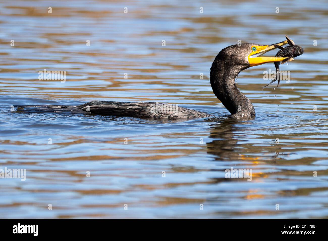 Un cormoran à double crête (Nannopterum auritum) capture un poisson-chat à voiliers de l'amazone (Pterygoplichthys pardalis) dans la zone sauvage du bassin de Sepulveda Banque D'Images