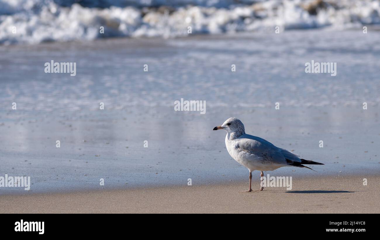 Un moulus (Larus californicus) se trouve sur la plage de Malibu, en Californie, aux États-Unis Banque D'Images