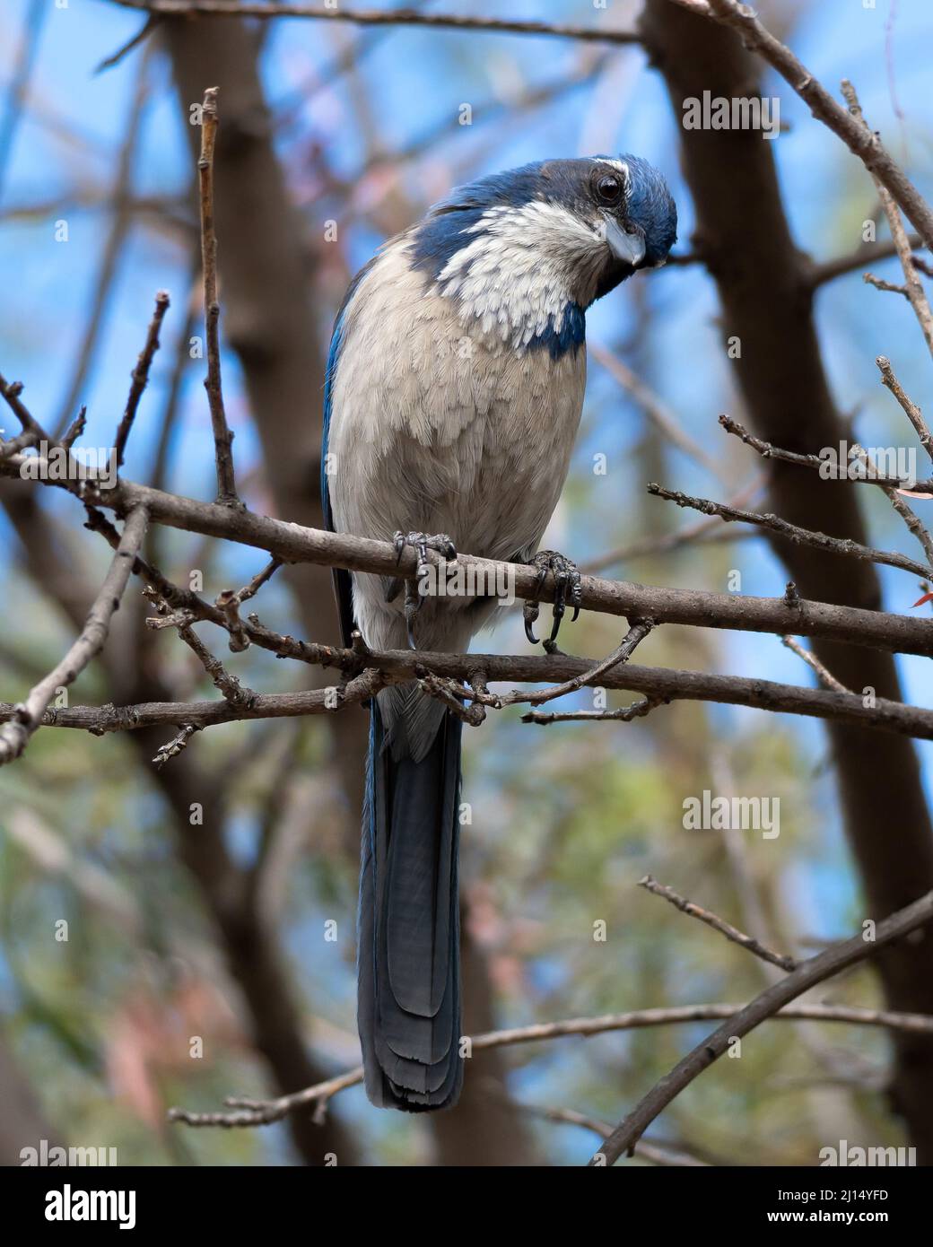 Un geai de broussailles de Californie (Aphelocoma californica) qui se pend la tête comme si on lui posait une question Banque D'Images