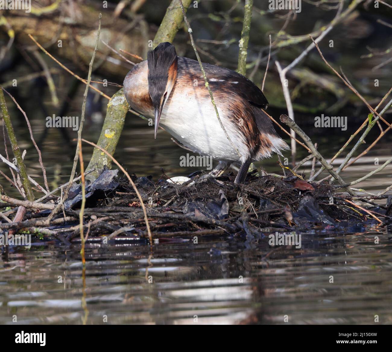 La paire de grands grebes à crête dans le parc Pittville Cheltenham ont des oeufs Banque D'Images