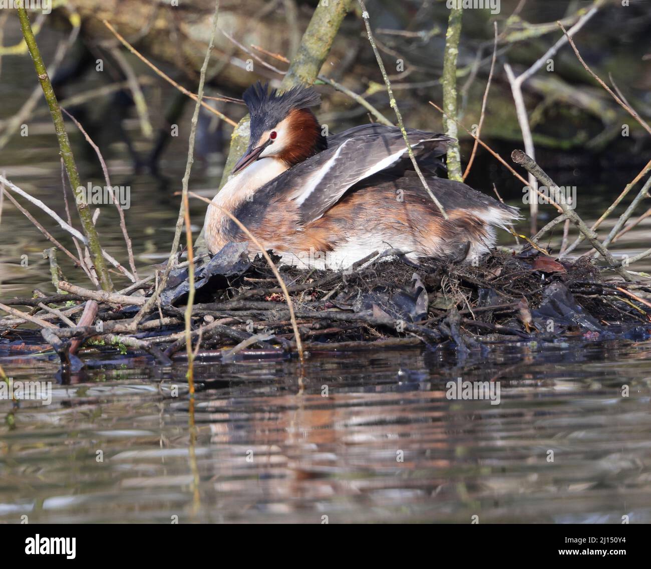 La paire de grands grebes à crête dans le parc Pittville Cheltenham ont des oeufs Banque D'Images