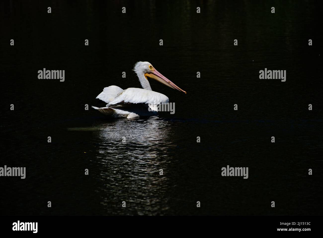 Pélican blanc américain nageant dans un lagon sur fond sombre Banque D'Images