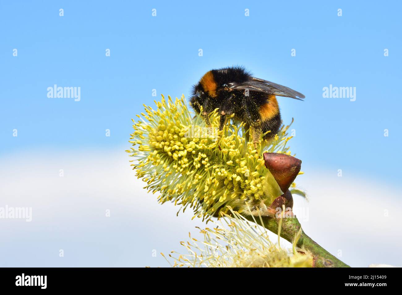 Bumble bee Banque D'Images