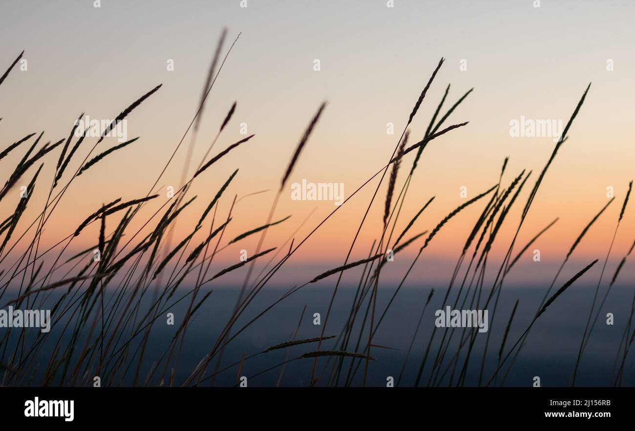 Dose horizontale apaisante de tiges de blé sauvages qui agite dans le vent avant le lever du soleil Banque D'Images