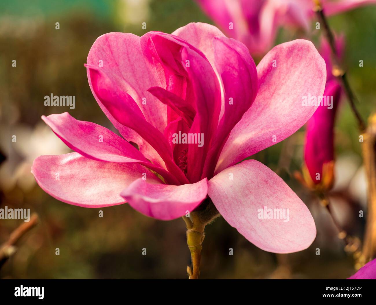 Fleur semi-double du petit arbre à fleurs de printemps, Magnolia 'Yaeko' Banque D'Images