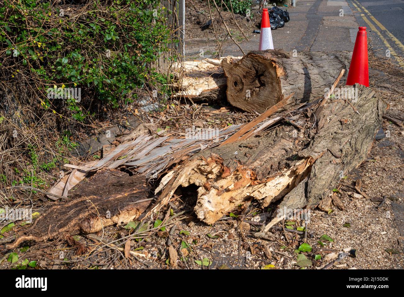 Sections d'un arbre soufflées par la tempête Eunice, coupées en sections pour l'enlèvement. Tronc d'arbre scié sur la chaussée avec des cônes d'avertissement Banque D'Images