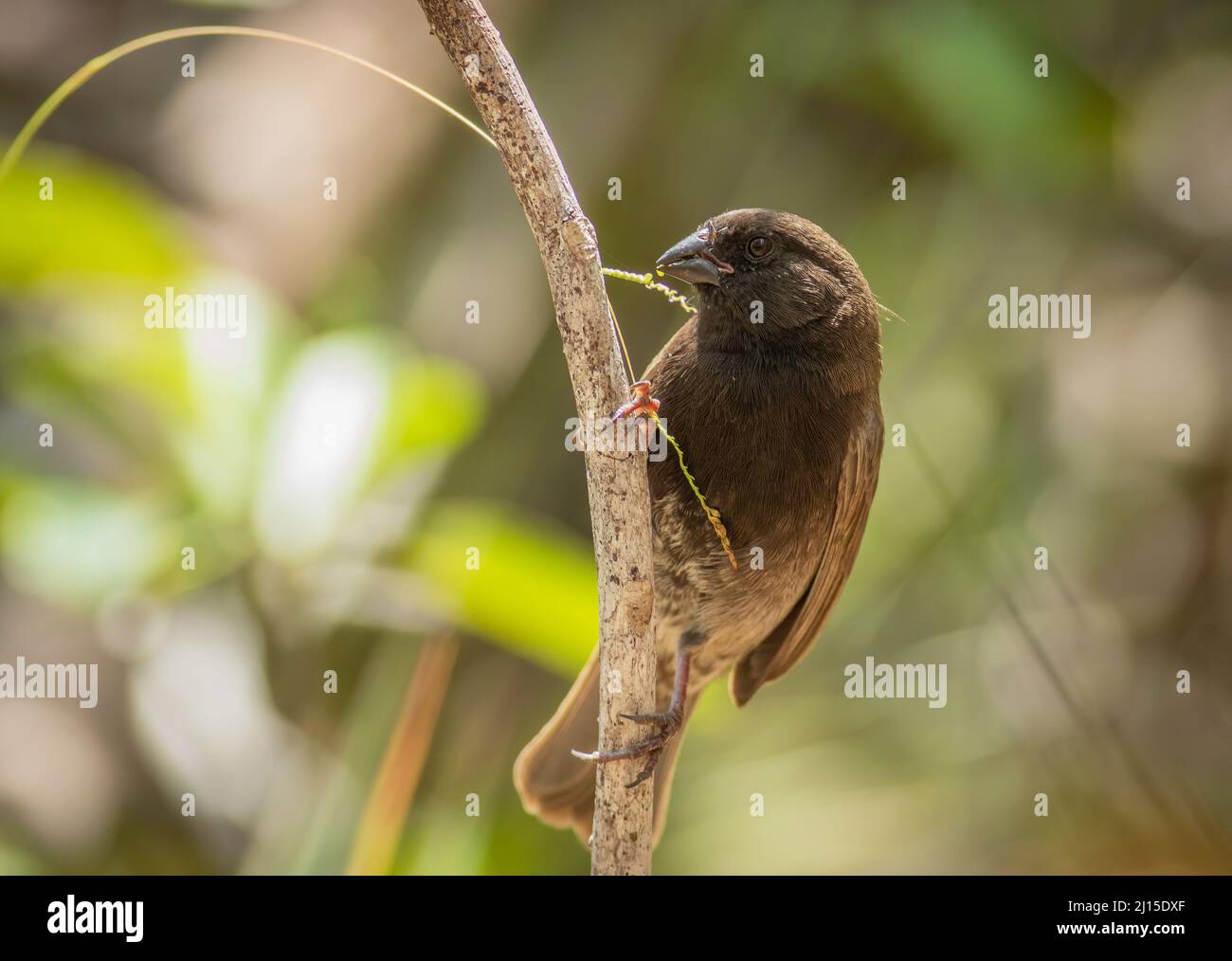 Un oiseau rare pour les Florida Keys, le pied de prairie à face noire se nourrit de graines d'herbe perchées sur le côté d'un membre d'arbre. Banque D'Images