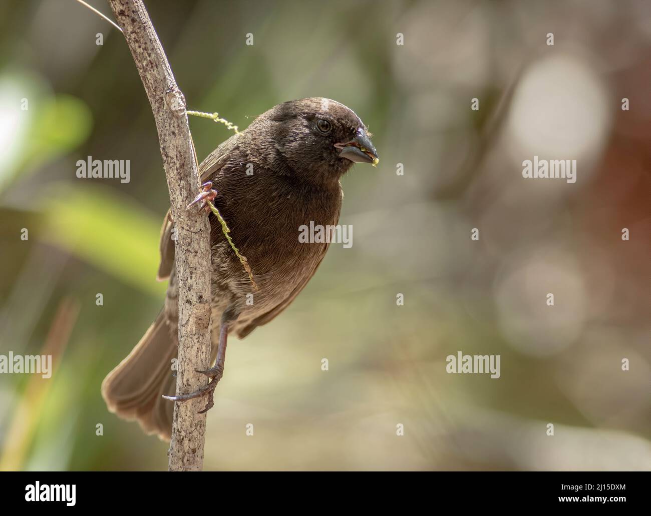 Un oiseau rare pour les Florida Keys, le pied de prairie à face noire se nourrit de graines d'herbe perchées sur le côté d'un membre d'arbre. Banque D'Images
