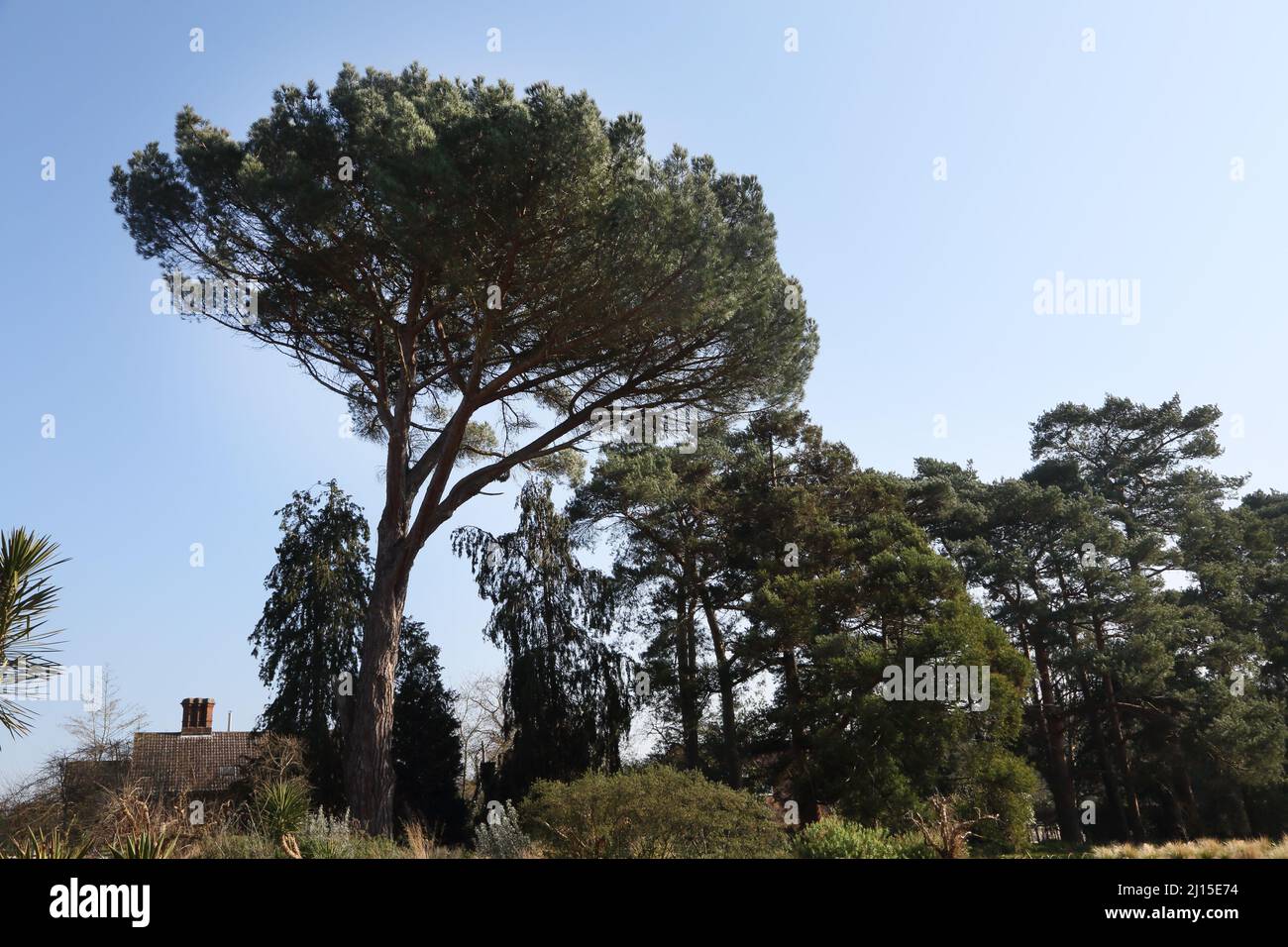PIN de pierre à Wisley RHS Garden Surrey, Angleterre Banque D'Images