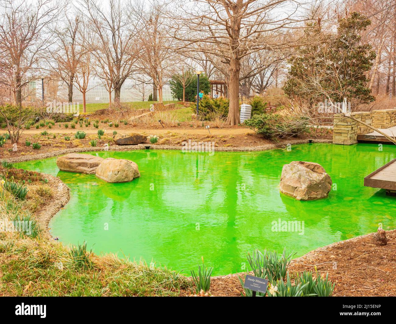 L'eau devient verte pour la St Patrick dans les jardins botaniques Myriad de l'Oklahoma Banque D'Images