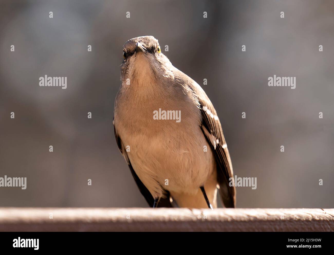Mockingbird arrive sur le bureau de l'arrière-cour Banque D'Images