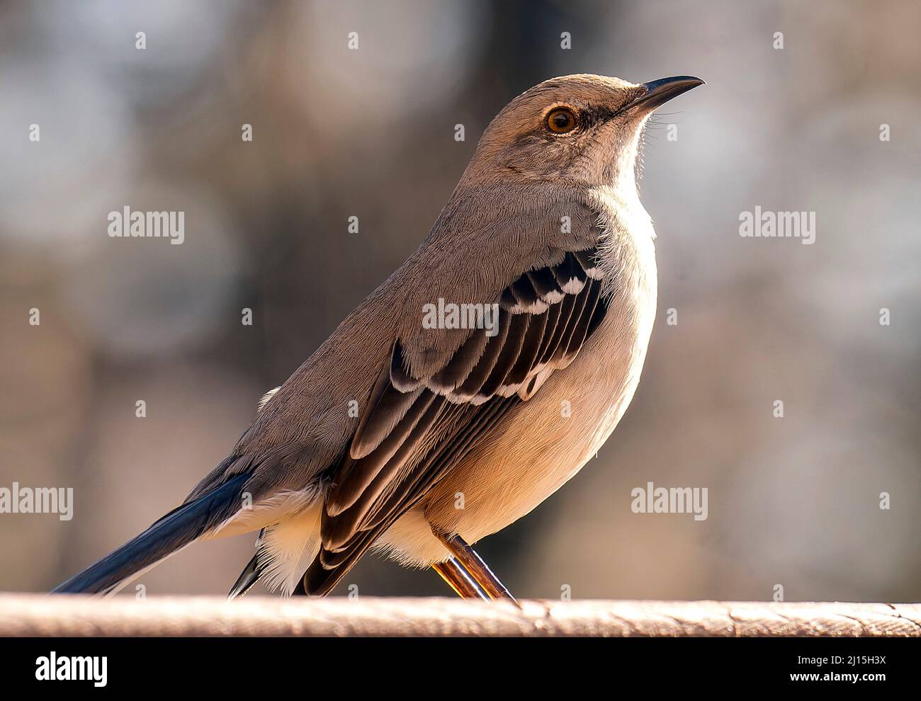 Mockingbird arrive sur le bureau de l'arrière-cour Banque D'Images