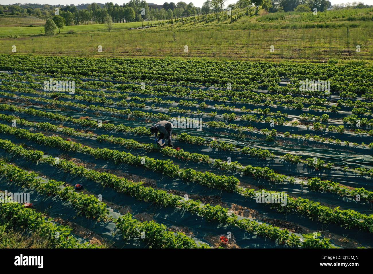 Cueillette de fraises Banque D'Images