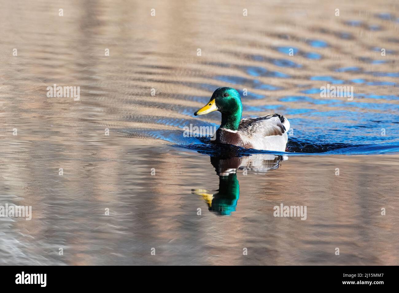 Mallard drake (Anas platyrhynchos) sur le premier étang de printemps Banque D'Images