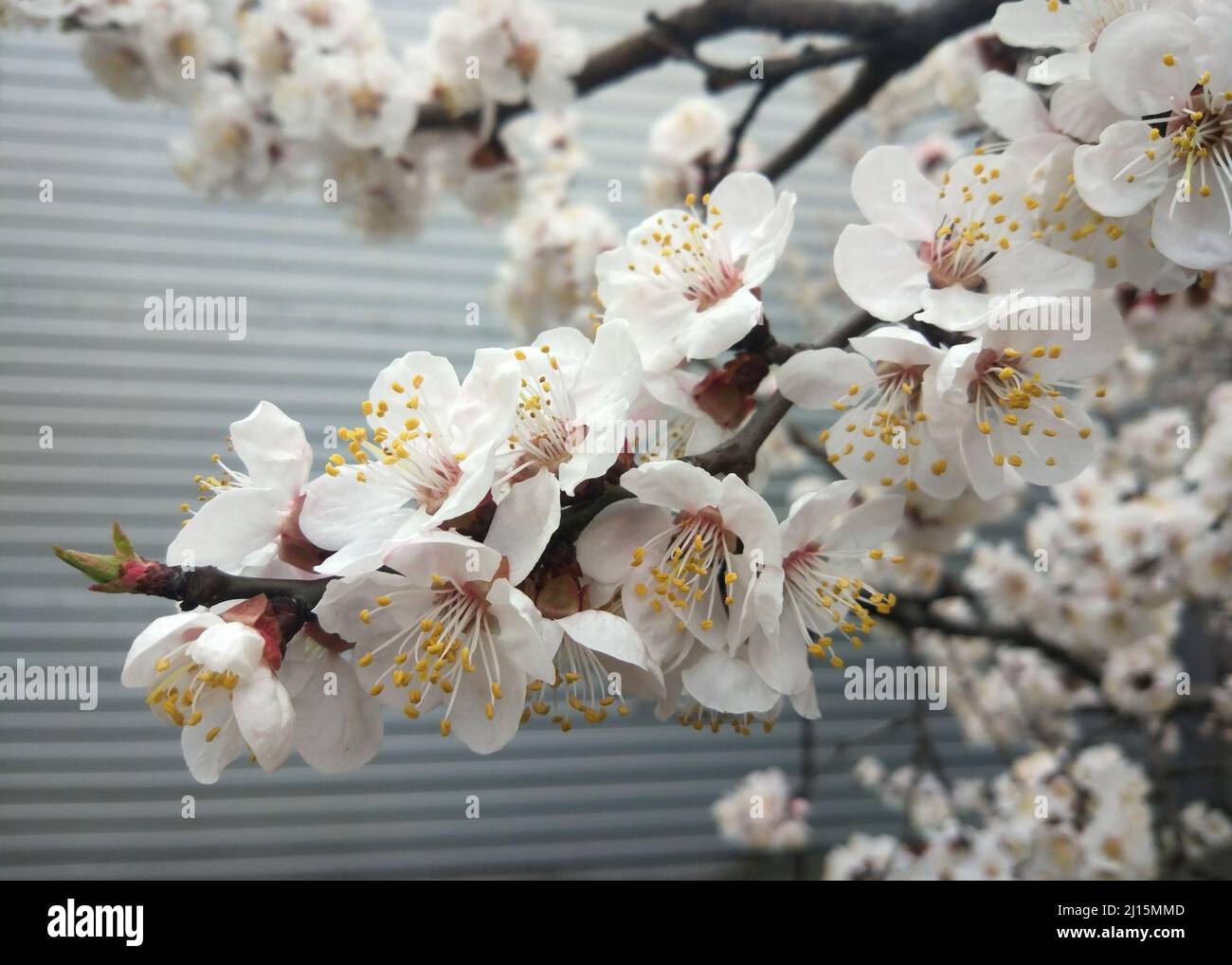 Branches d'abricot en fleur, au printemps Banque D'Images