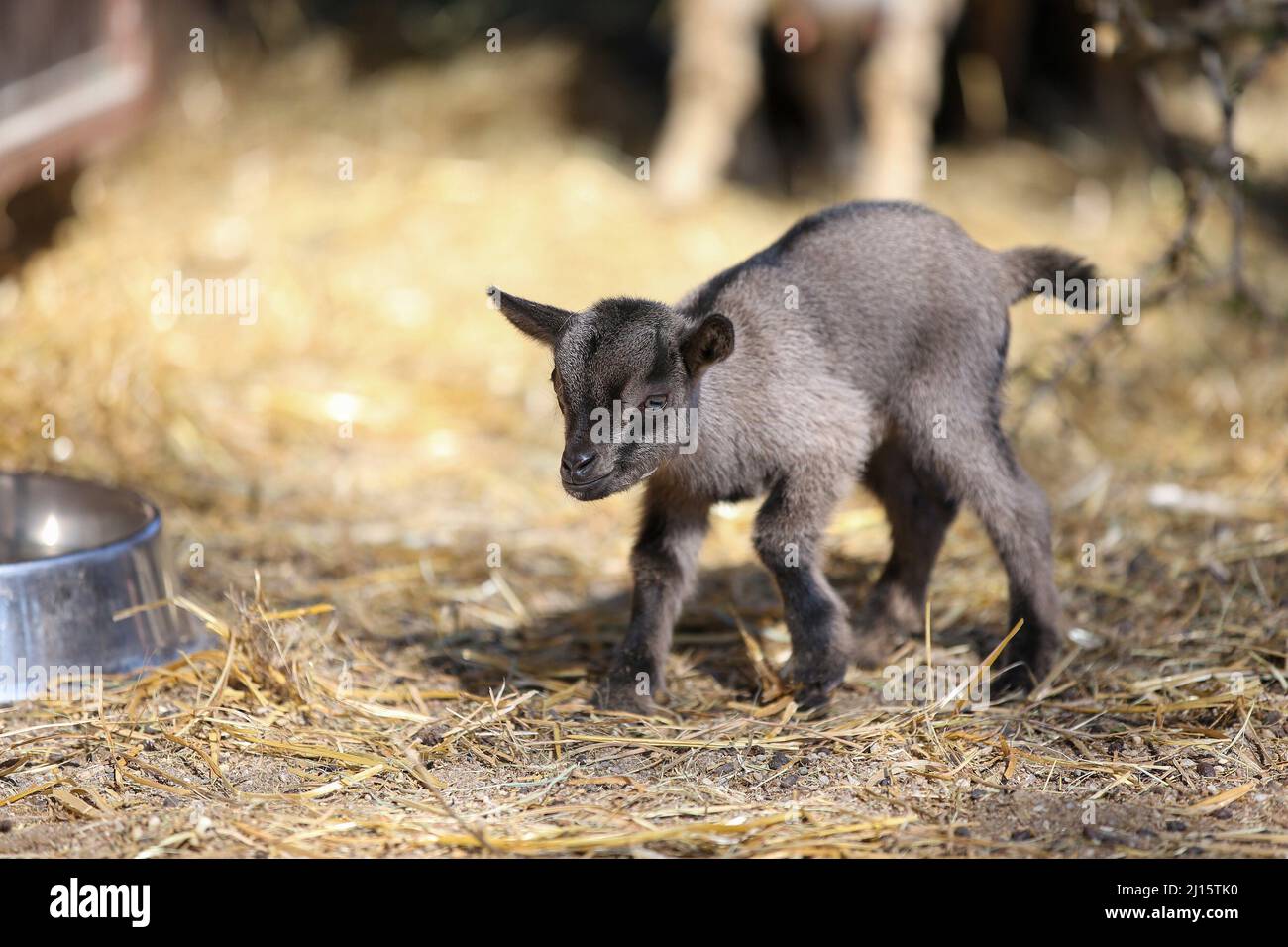 (220323) -- ZAGREB, le 23 mars 2022 (Xinhua) -- Une petite chèvre naine est photographiée au zoo de Zagreb, à Zagreb, en Croatie, le 22 mars 2022. La petite chèvre naine, appelée Elena, est née il y a quatre jours dans le zoo. (Matija Habljak/PIXSELL via Xinhua) Banque D'Images