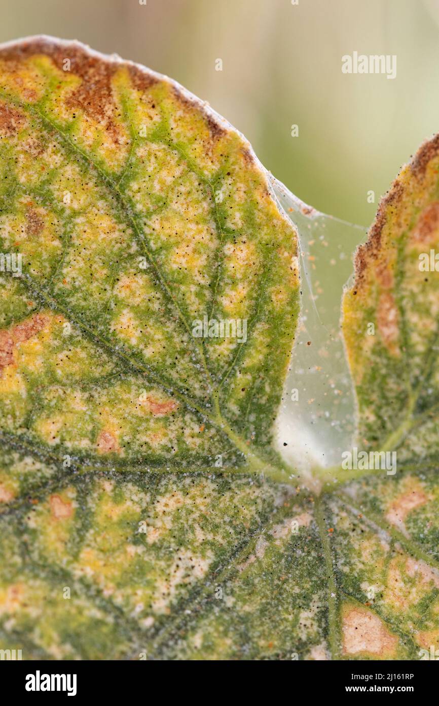 Tétranychus urticaire parasite de nombreuses plantes sur les feuilles de concombre, photo sélective. Banque D'Images