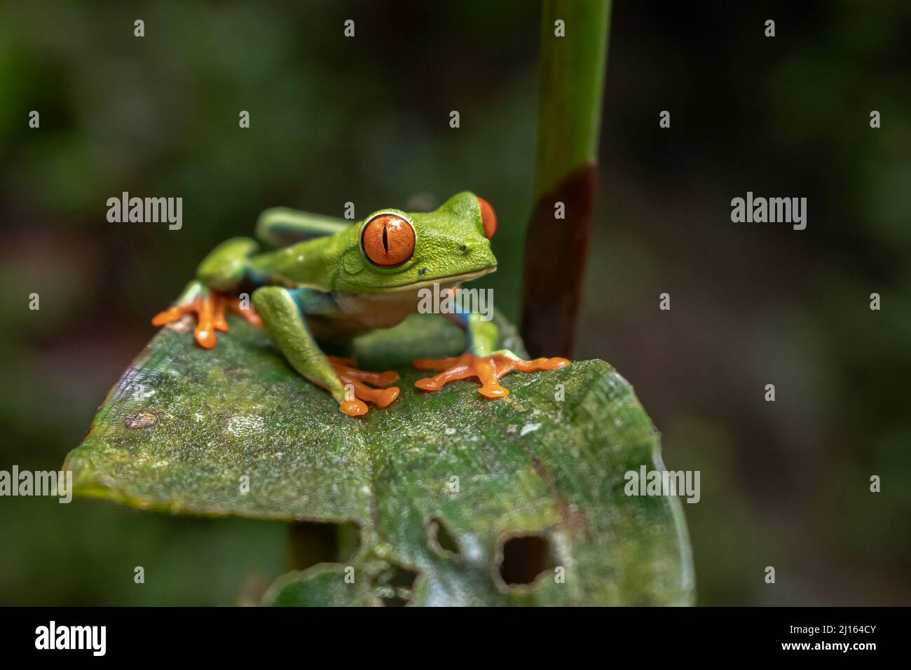 Vue rapprochée d'une magnifique grenouille des yeux rouges dans la forêt tropicale du Costa Rica Banque D'Images