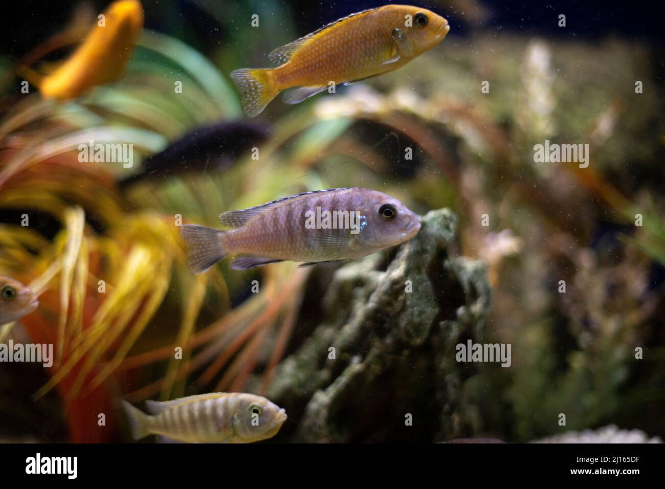 Poissons dans l'aquarium. Les poissons marins nagent dans l'eau. Un monde paisible. Faune aquatique. Banque D'Images