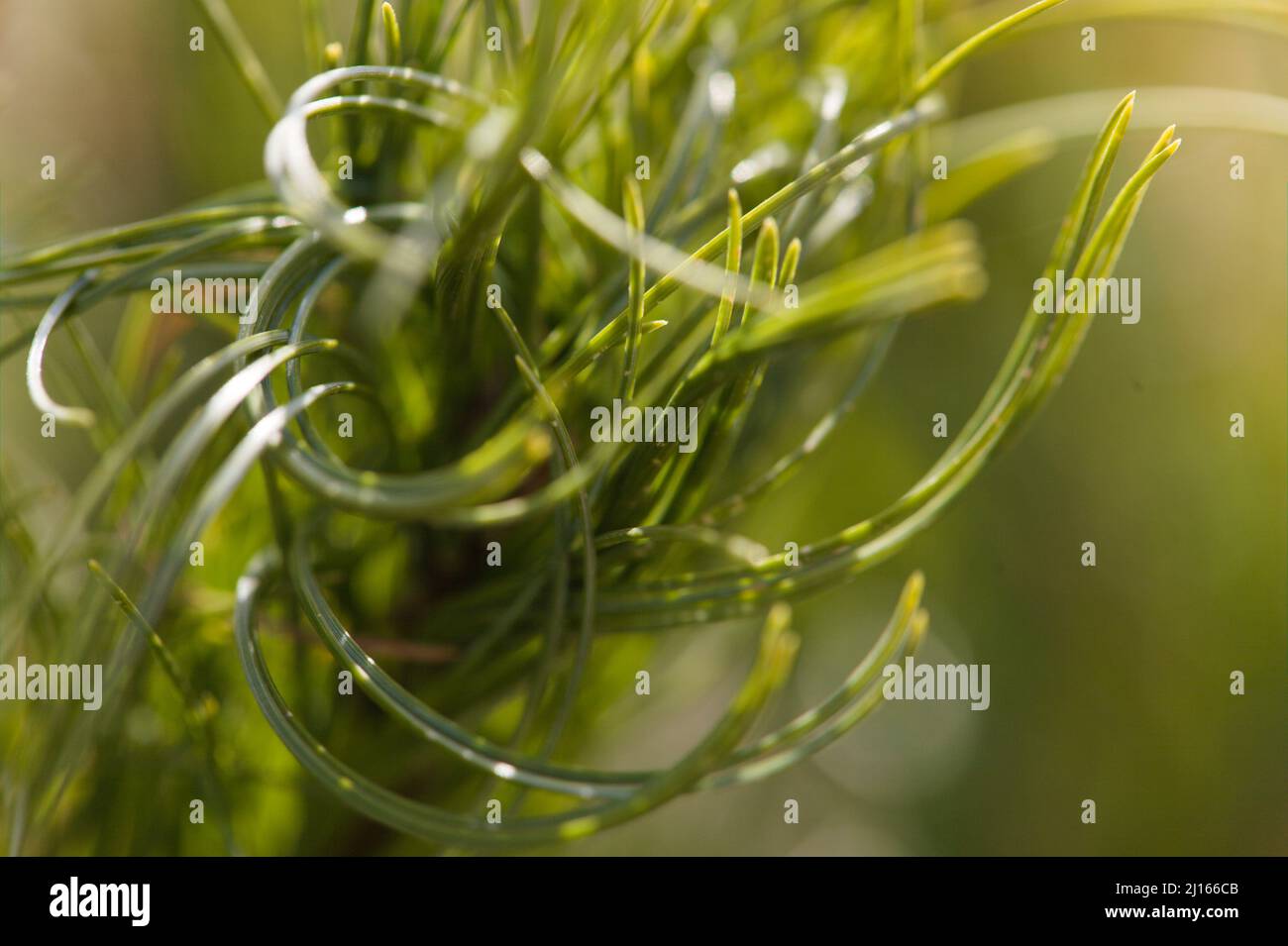 Gros plan du feuillage de Pinus strobus ' Tiny Kulls ' Banque D'Images