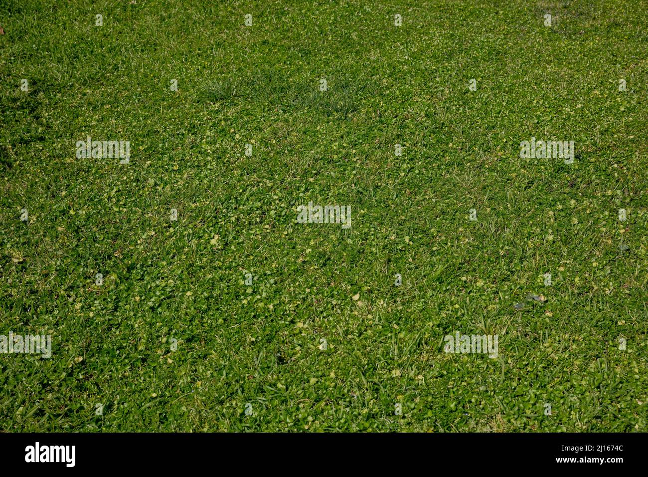 Texture d'arrière-plan du champ d'herbe. Trèfle de Shamrock, pelouse verte sauvage vide, prairie. Prairie naturelle fraîche, environnement naturel, vue rapprochée Banque D'Images
