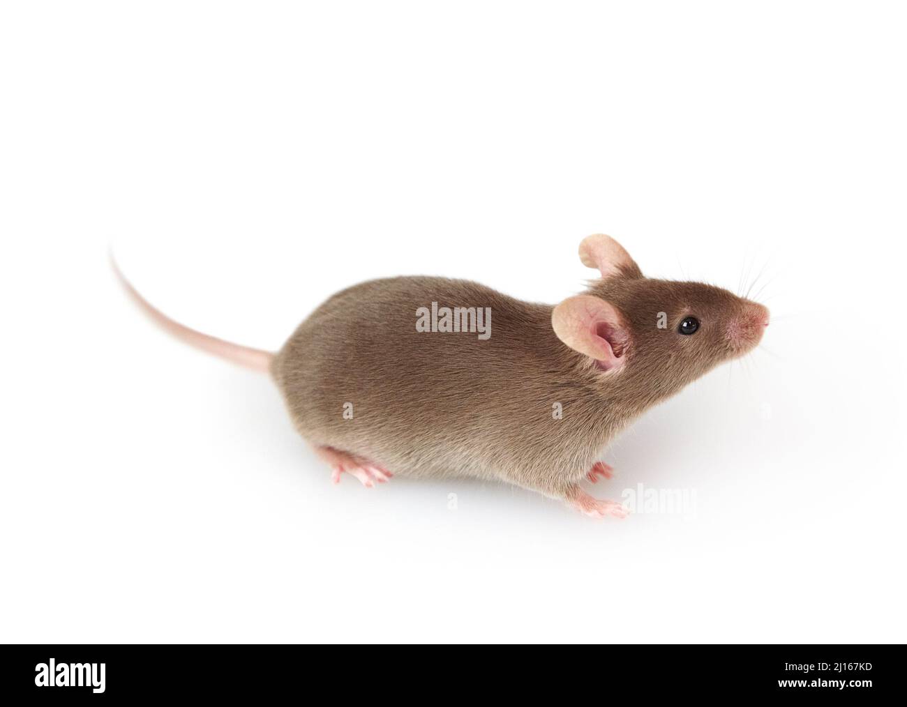 Souris grise isolée sur fond blanc Banque D'Images