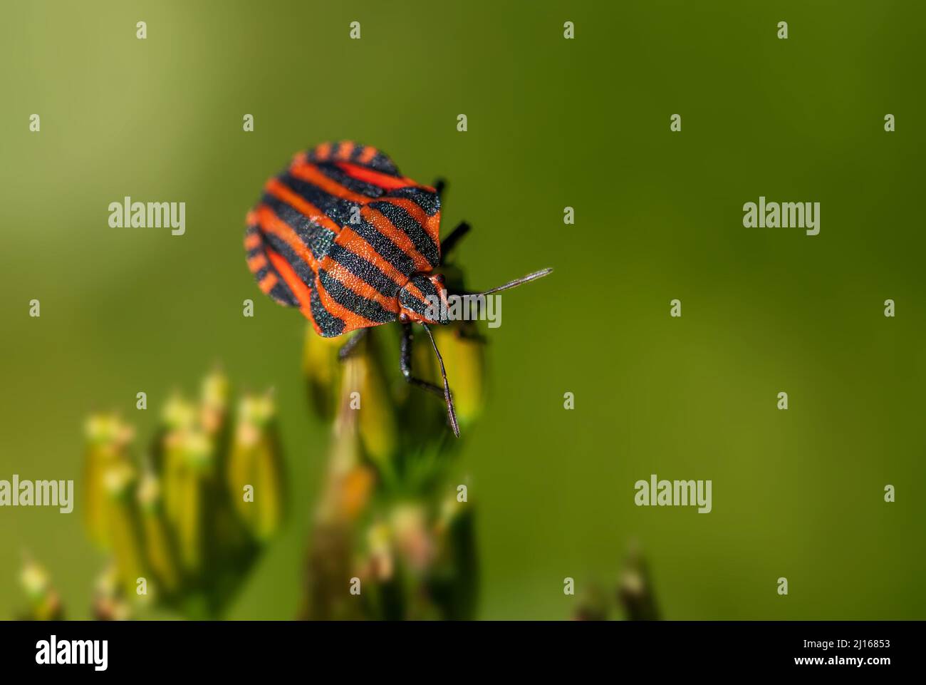 Insecte rayé italien - Graphosoma italicum, beau insecte coloré des prairies et prairies européennes, République tchèque. Banque D'Images