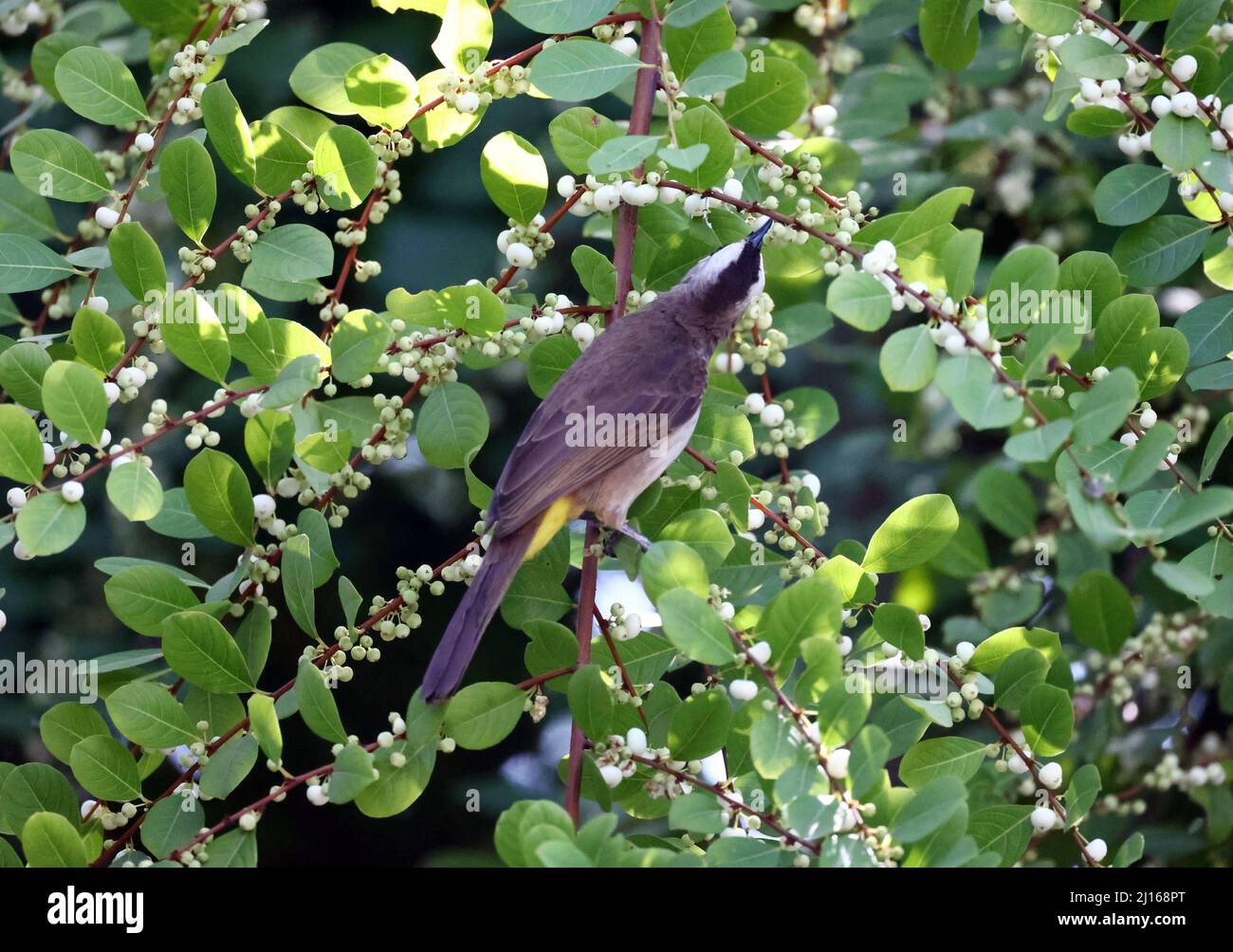 oiseaux à la recherche de nourriture sur l'arbre à riz Banque D'Images