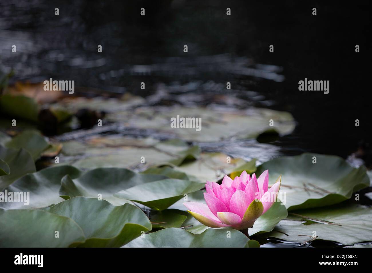 Un grand nénuphar rose qui pousse sur l'eau entouré de feuilles de fond vert profond Banque D'Images