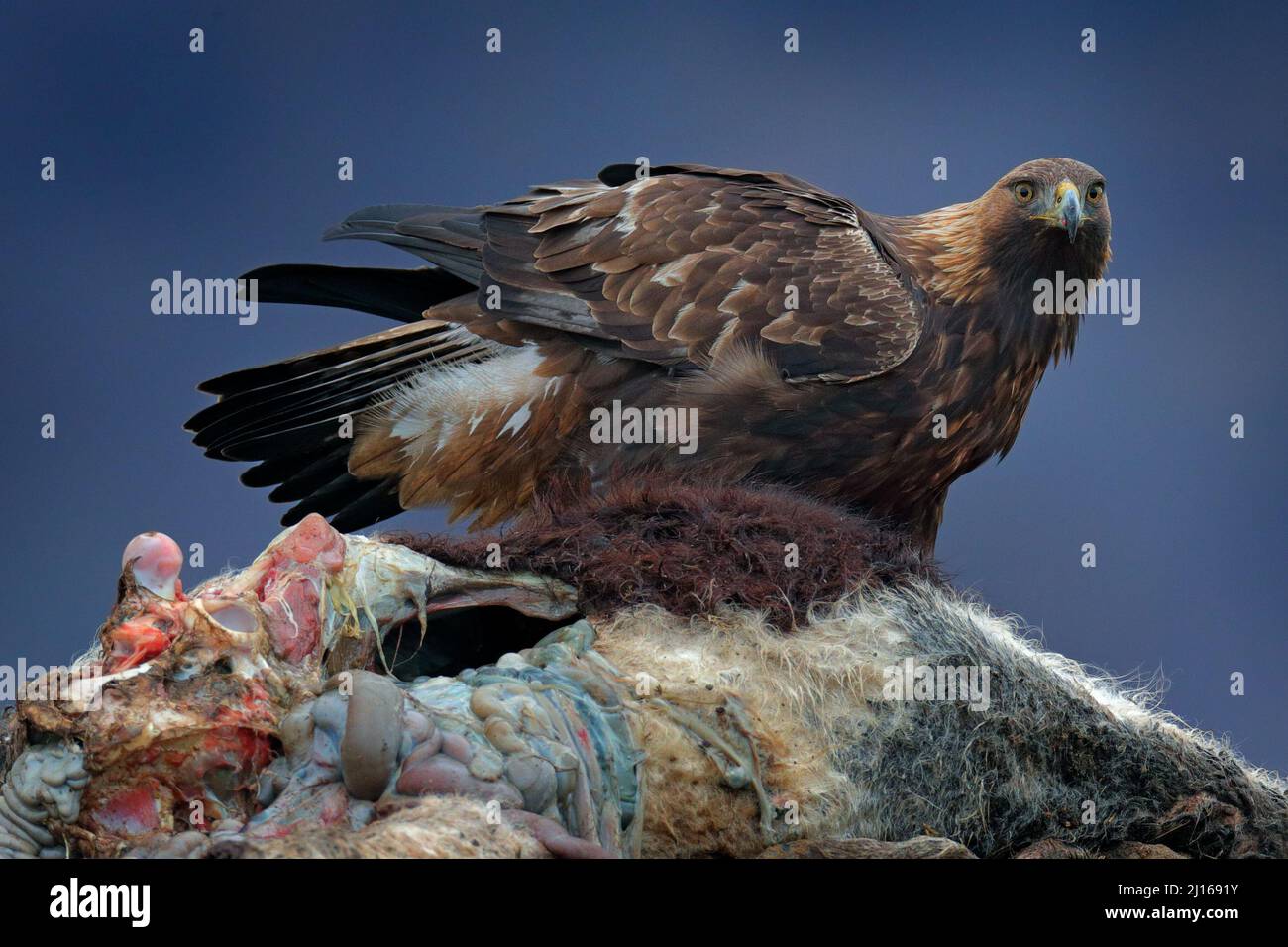 Aigle De Grande Envergure En 6 Lettres Les Rhodopes de l'est s'agle avec l'aigle. Oiseau volant de proie aigle  doré avec grande envergure, photo avec flocons de neige en hiver, montagne  de pierre, Rhodope M Photo Stock - Alamy