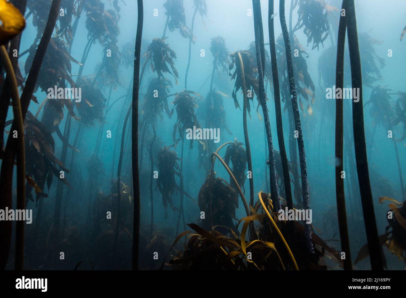Forêt de varech sous l'eau du Cap, avec de l'eau brumeuse bleue et de grandes tiges de varech qui poussent jusqu'à la surface de l'eau Banque D'Images