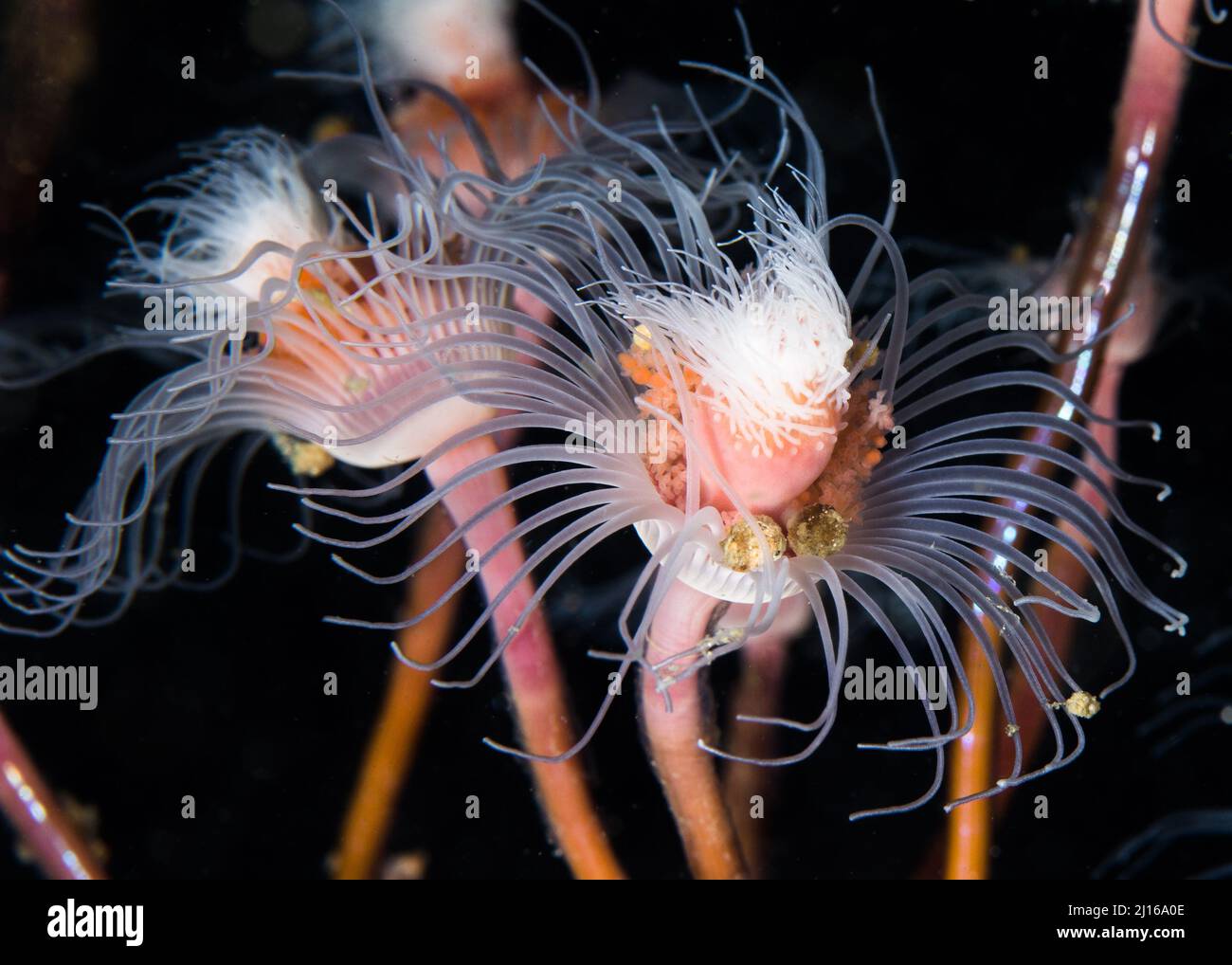 Hydroïde tubulaire (Tubularia warreni) sous l'eau avec ses polypes rose et blanc Banque D'Images