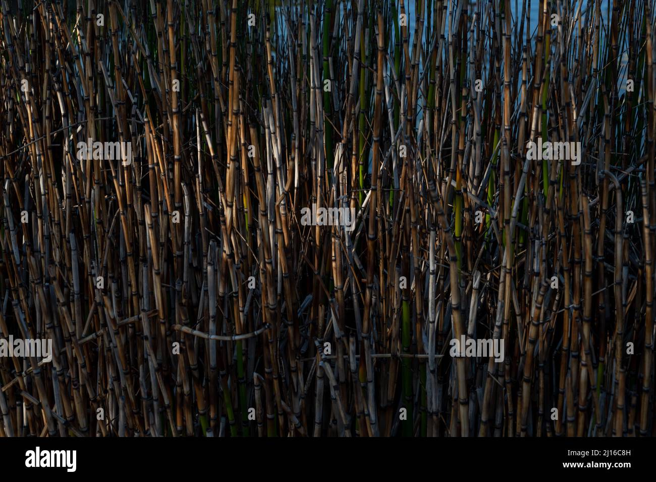 Épaississement impénétrable de Phyllostachys de bambou. Forêt de bambous à Arboretum. Nature tranquille en plein air. Fond naturel pour n'importe quelle conception. Banque D'Images