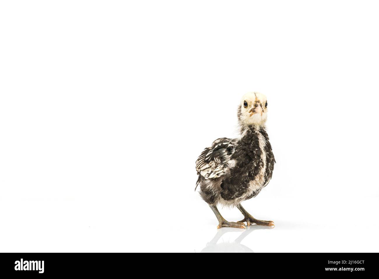 Argent Sebright bantam poule isolée sur blanc. Banque D'Images