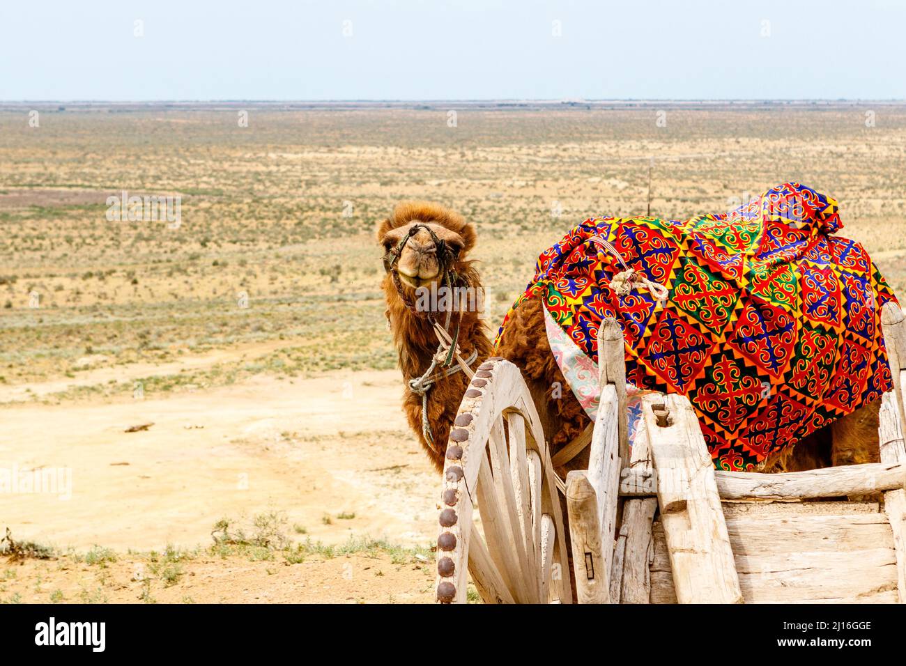 Chameau dans le désert de Kyzylkum, dans le nord de l'Ouzbékistan, en Asie centrale Banque D'Images