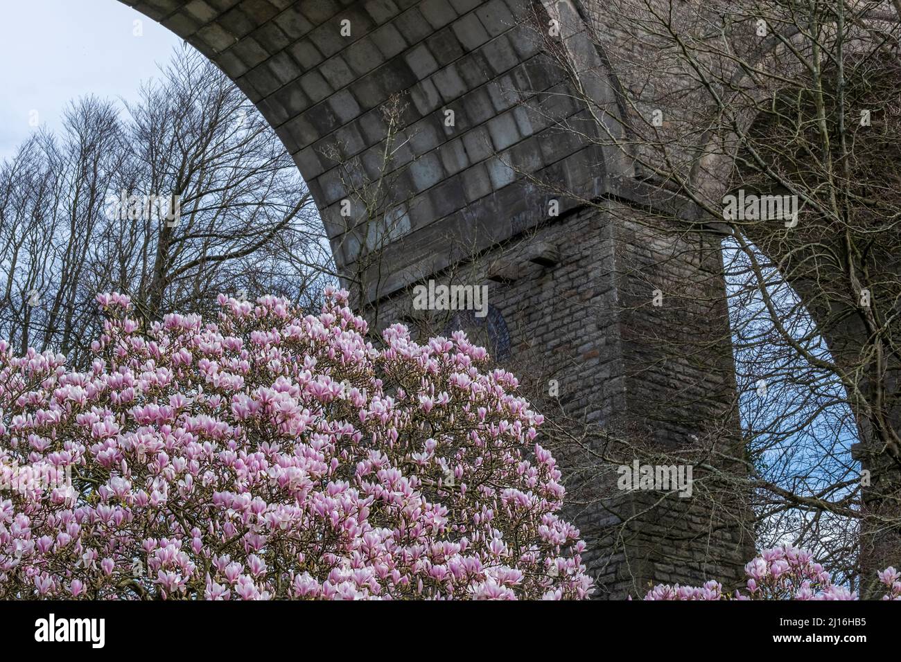 Une exposition spectaculaire de fleurs fleurit sur un Magnolia Tree Magnolia x soulangeana croissant sous les arches énormes de Trenance Viaduct à Newquay en maïs Banque D'Images