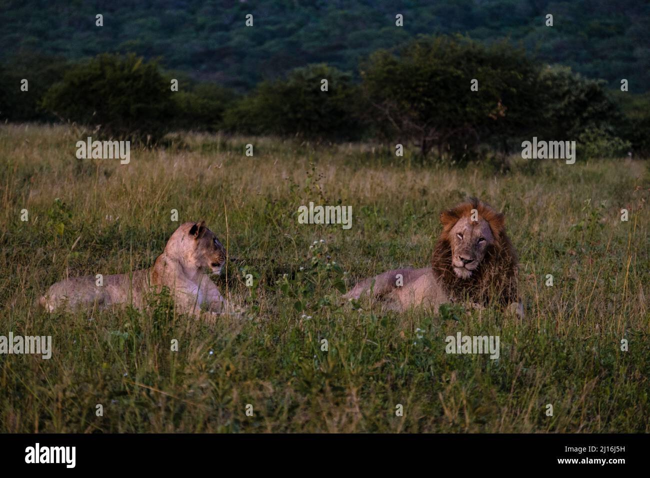 Lion mâle et femelle pendant le coucher du soleil dans la réserve de gibier de Thanta en Afrique du Sud Kwazulu Natal. savannah Bush avec Lion mâle et femelle Banque D'Images