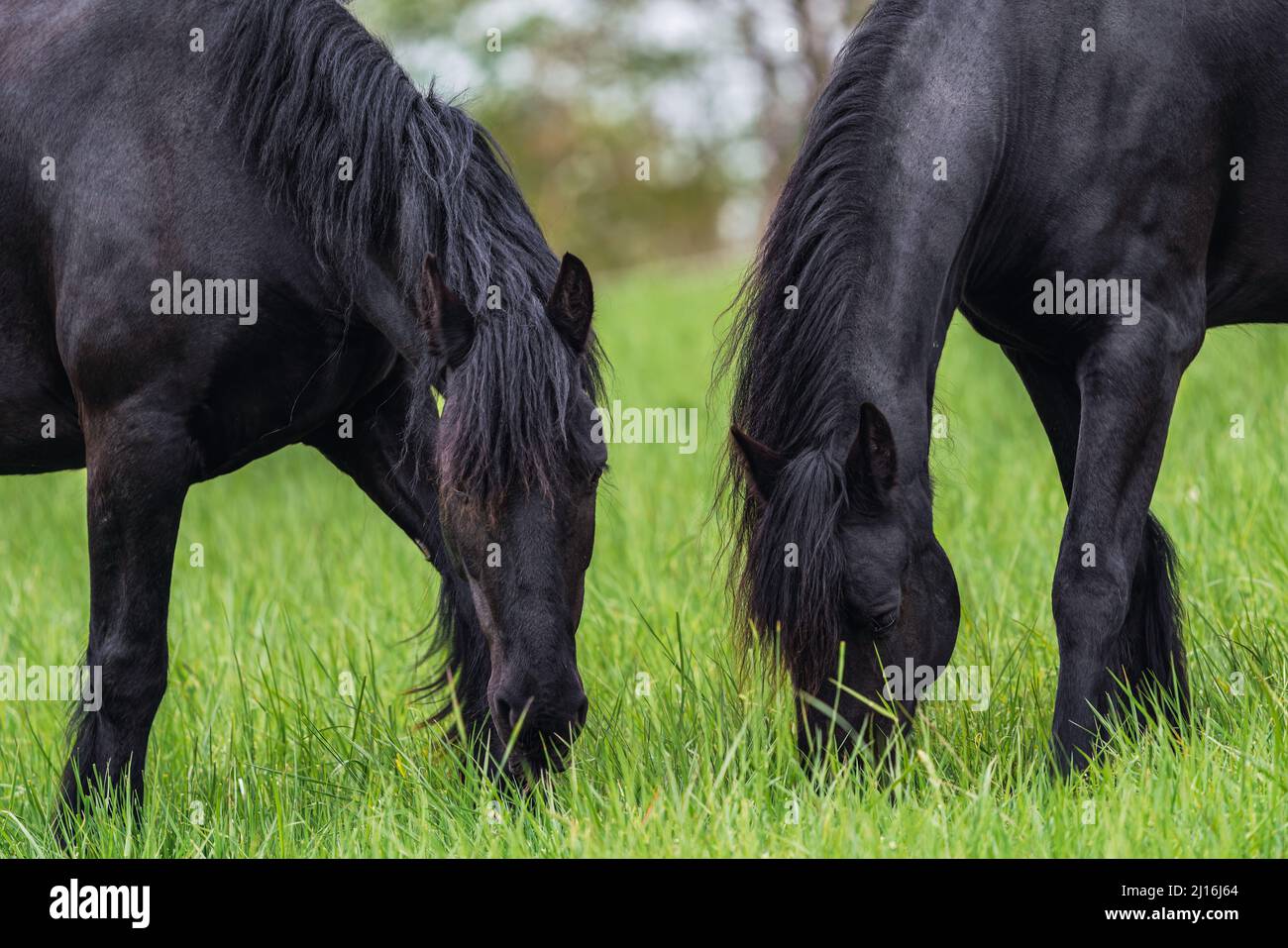 Pacage de chevaux de la Frise dans la prairie Banque D'Images