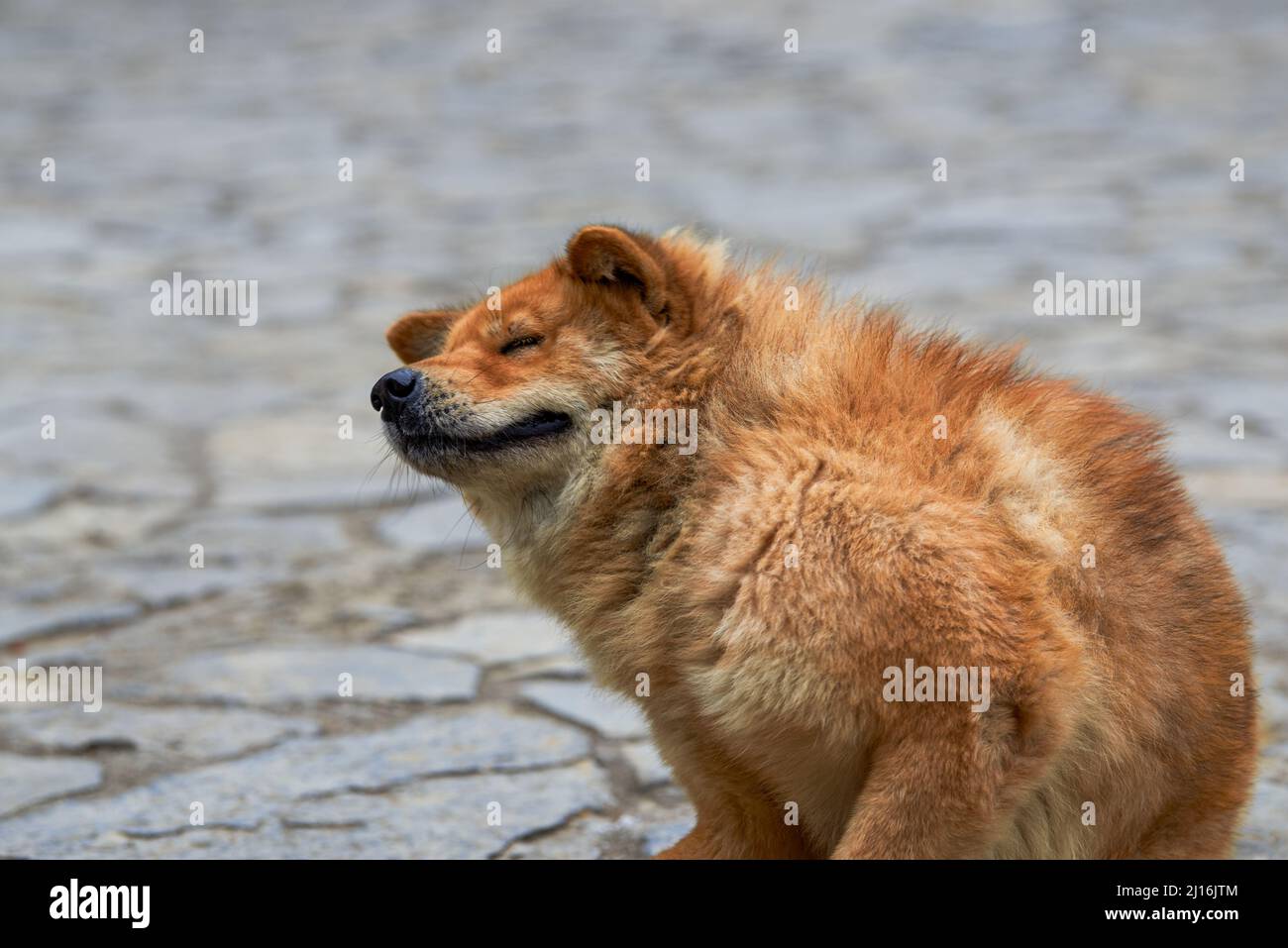 Un gros plan d'un chien pastoral chinois rural Photo Stock - Alamy