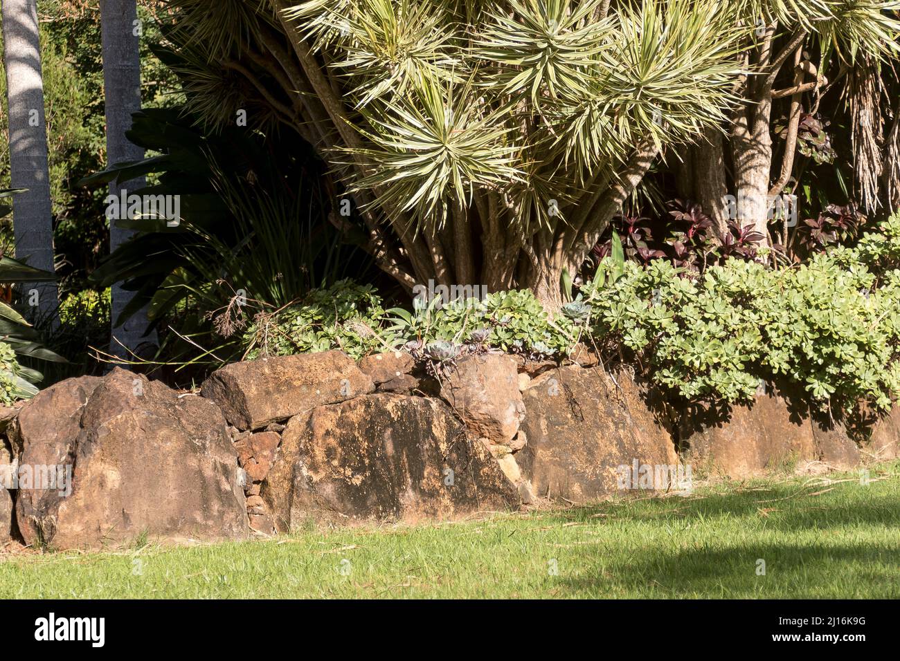 Partie du mur de soutènement de roche de basalte dans le jardin privé, dans le Queensland, en Australie, surmontée de succulents vert pâle et Dracaena marginata, arbres de dragon Banque D'Images