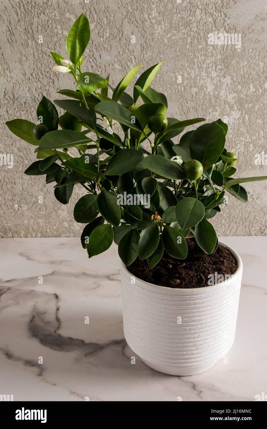 Mini arbre citrus tangerine dans un pot blanc en céramique sur une table en marbre contre un mur gris. Une tendance de la mode dans l'intérieur de la maison Banque D'Images