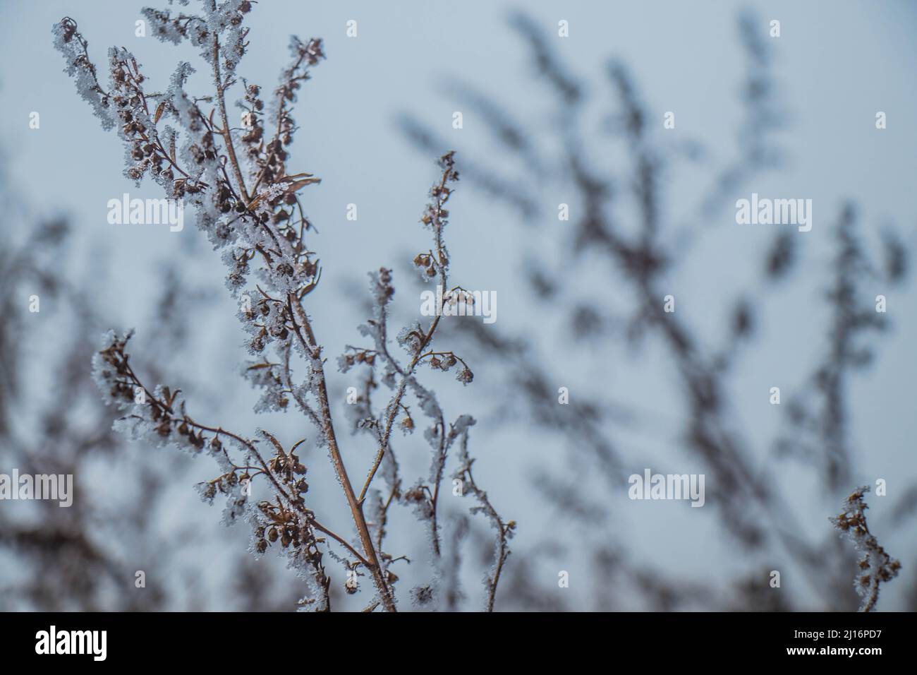 Congélation des plantes par une journée d'hiver brumeuse Banque D'Images