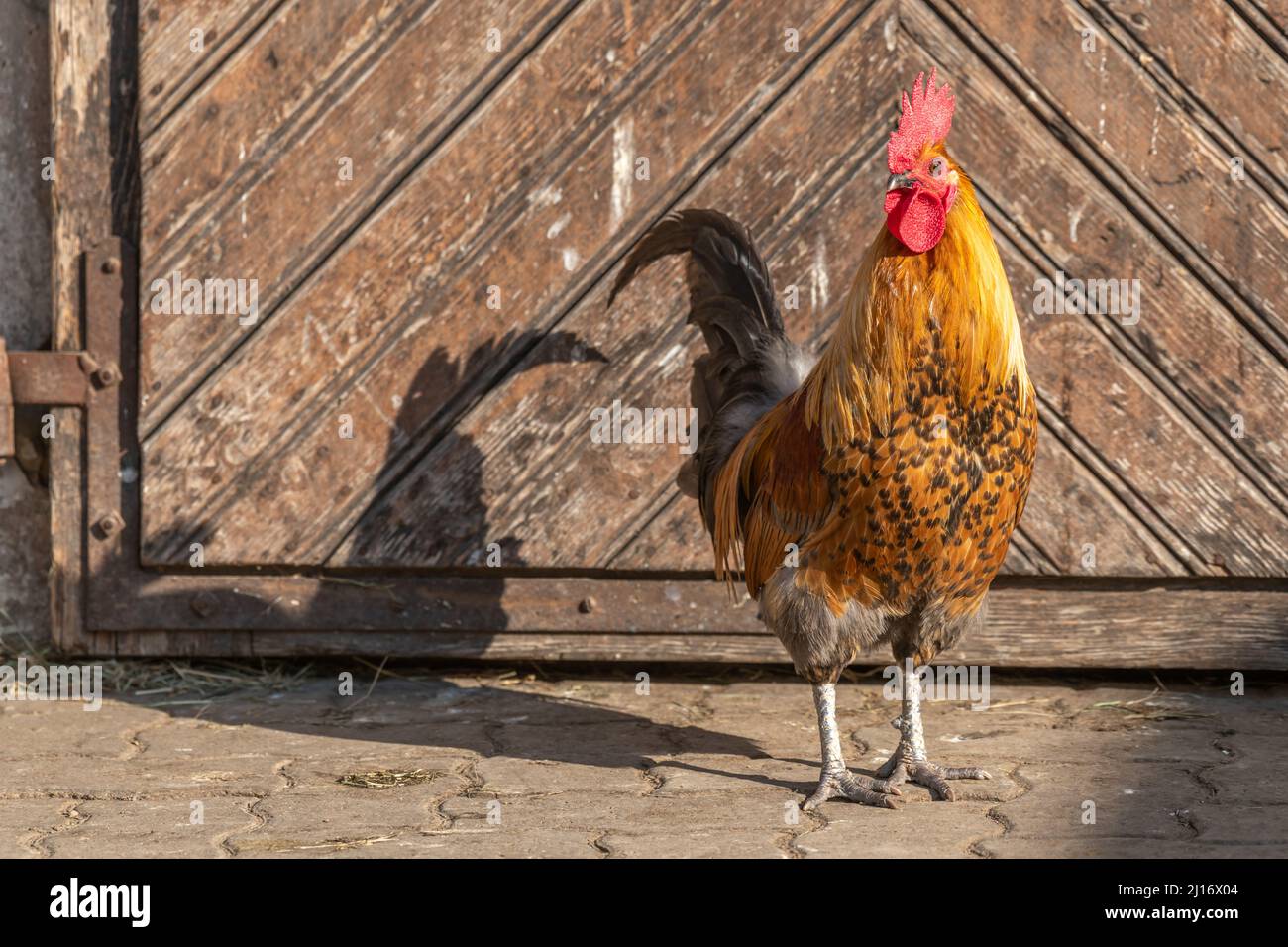 Coq dans une ferme éducative. La ferme éducative AGF à Rhinau en Alsace. Banque D'Images