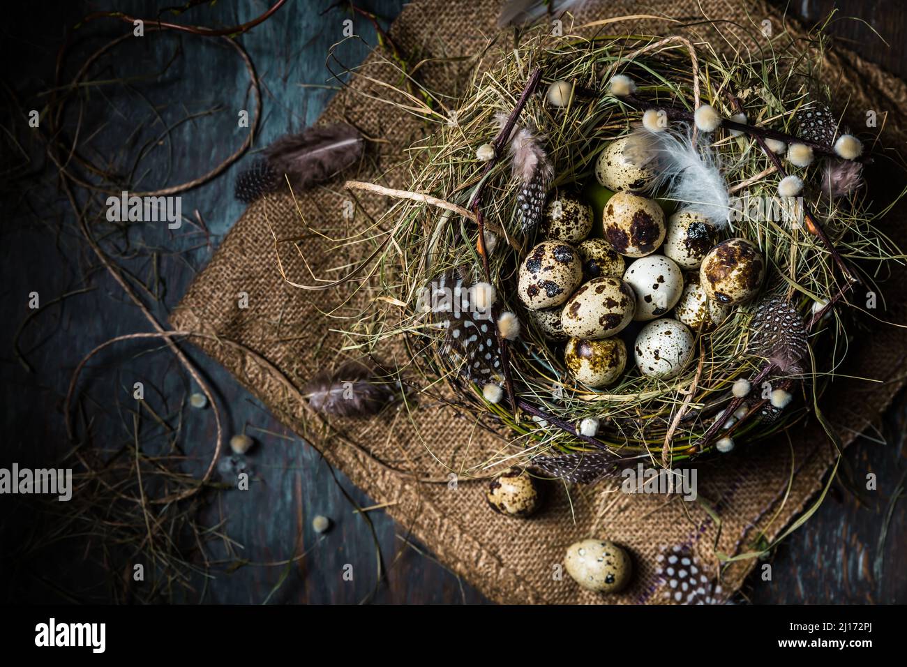 Nicher avec des œufs de caille pour Pâques et des branches en fleurs sur fond noir Banque D'Images
