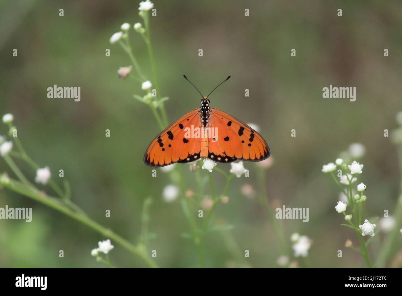 Un papillon orange perché sur quelques fleurs blanches délicates Banque D'Images