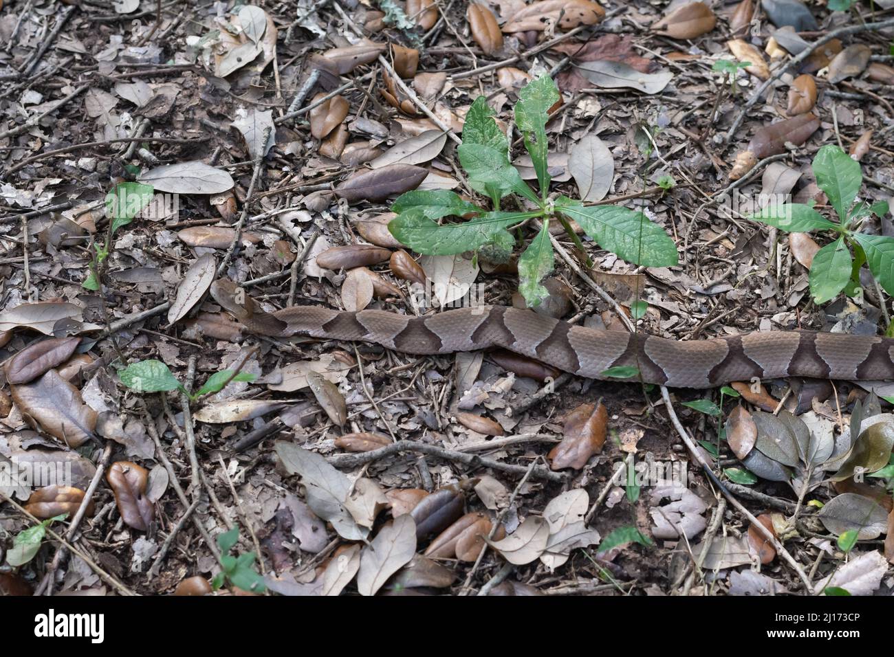 Un serpent à tête de coperhead se mélangeant avec la litière de feuilles afin qu'il se cache en pleine vue. Banque D'Images Un serpent à tête de coperhead se mélangeant avec la litière de feuilles afin qu'il se cache en pleine vue. Banque D'Images