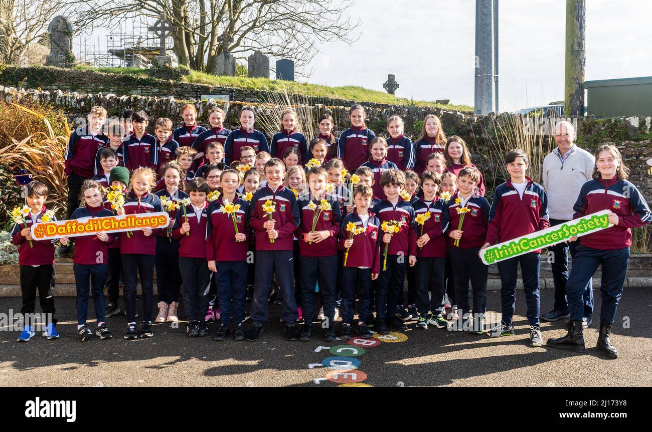 Timoleague, West Cork, Irlande. 23rd mars 2022. Les enfants de l'école nationale de Timoleague se préparaient aujourd'hui pour la Journée de la jonquille ce vendredi. Cllr Paul Hayes a fourni 400 bulbes de jonquilles, qui devraient donner 2000 fleurs, à l'école, au groupe de jeu et aux villes tidy de Timoleague. Les jonquilles seront vendues vendredi pour recueillir des fonds pour l'Irish cancer Society. Crédit : AG News/Alay Live News Banque D'Images